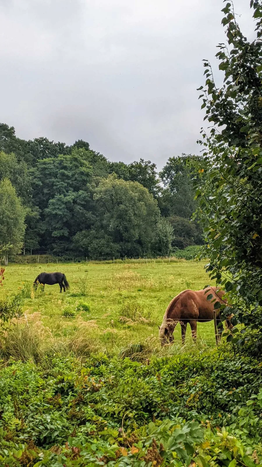 Pferde auf einer Weide bei Hangelsberg