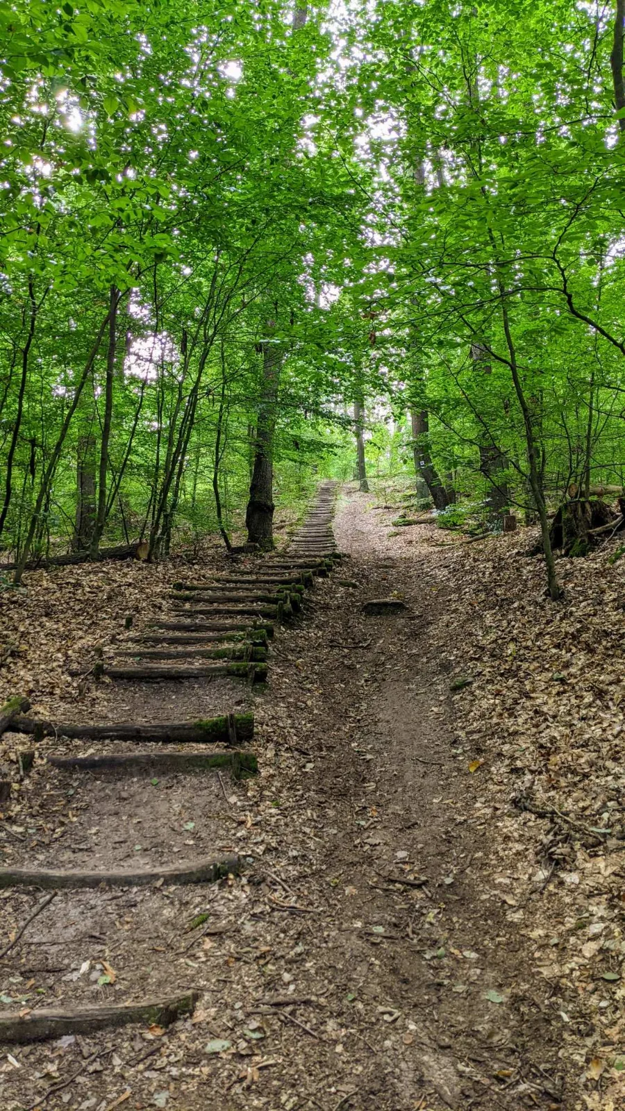 Treppe im Wald in den Rauener Bergen