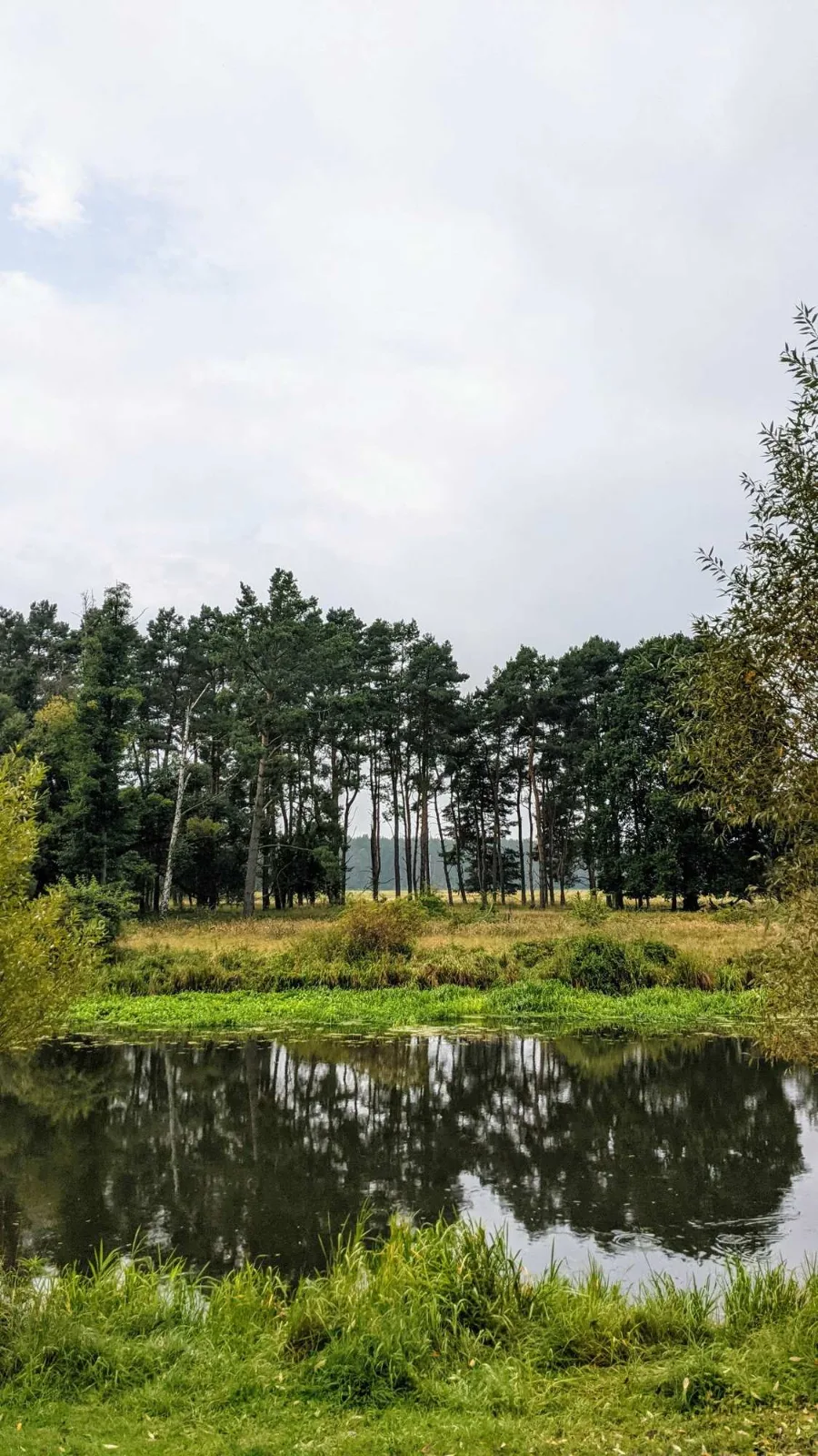 Wasser in den Spreeauen bei Hangelsberg