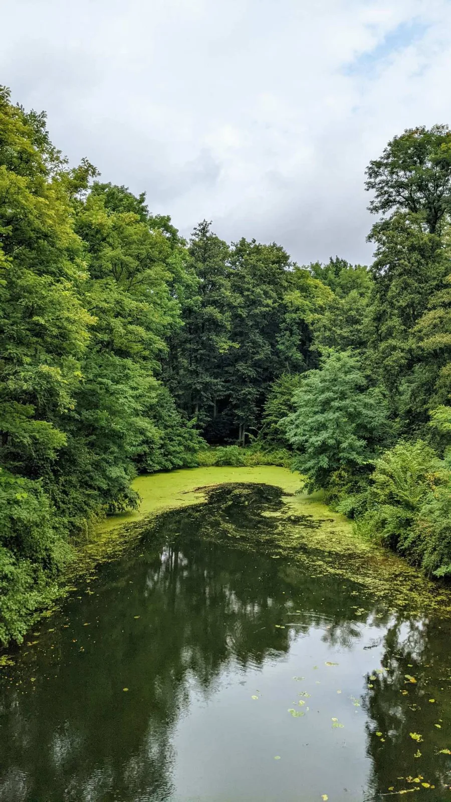 Wasser in den Spreeauen kurz vor Fürstenwalde