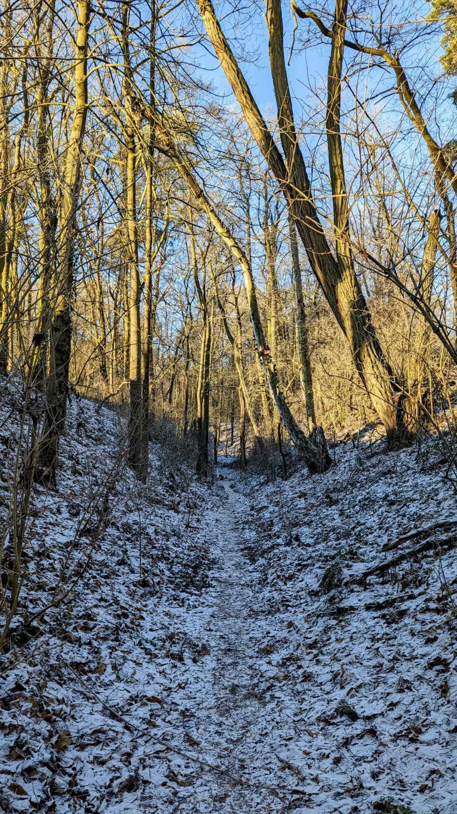 Verschneiter Waldweg zwischen Bad Saarow und Kolpin