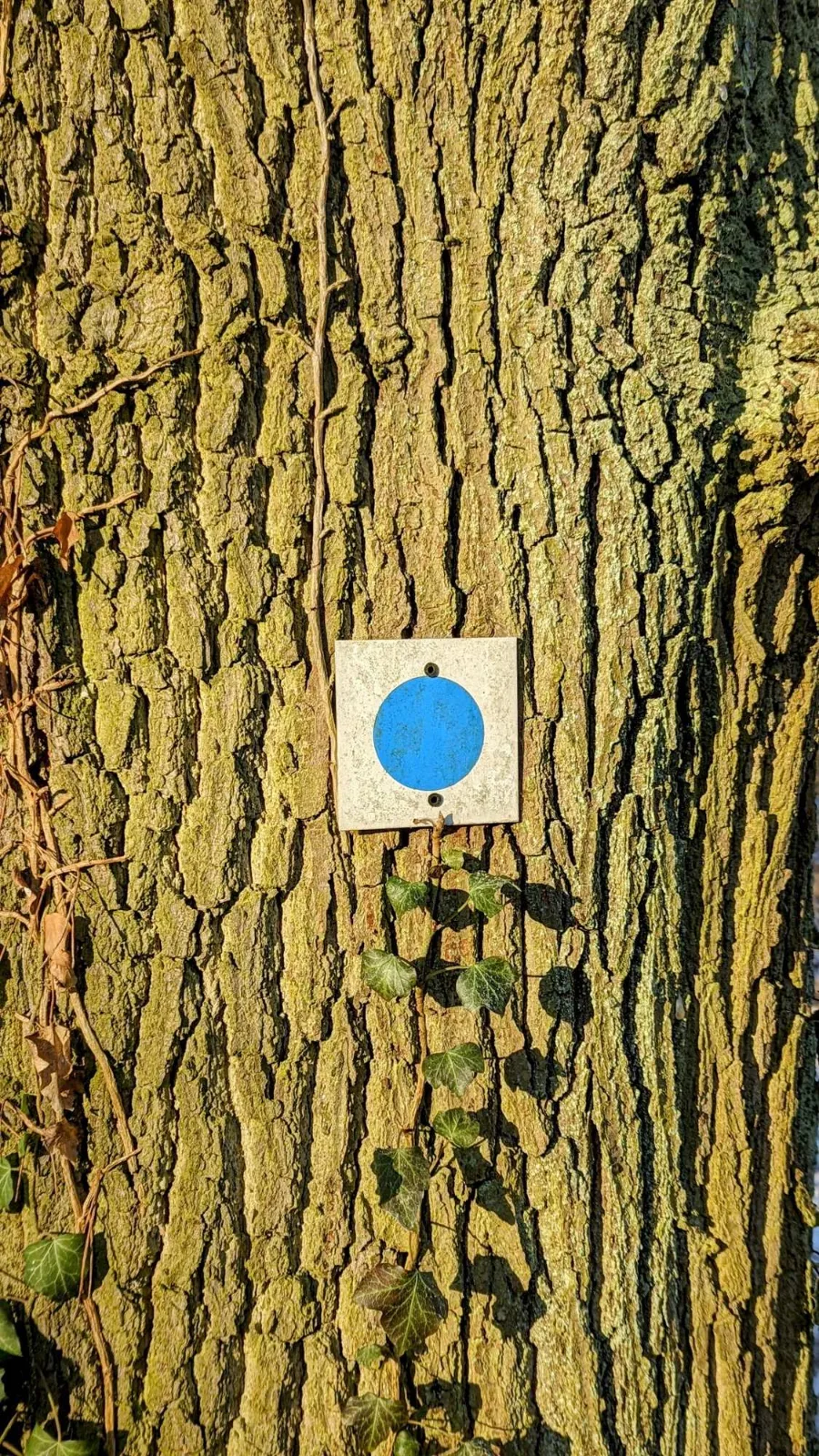 Wegzeichen des 66-Seen-Wanderwegs mit blauem Punkt an einem Baum bei Bad Saarow