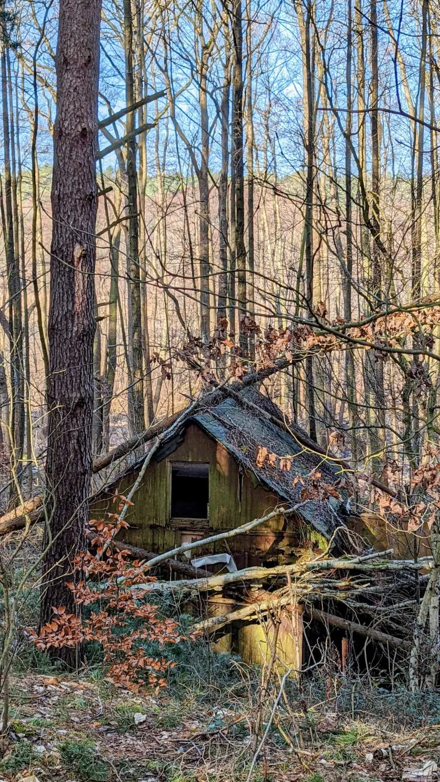 Eingestürzte Hütte im Kiefernwald zwischen Wendisch Rietz und Alt Schadow