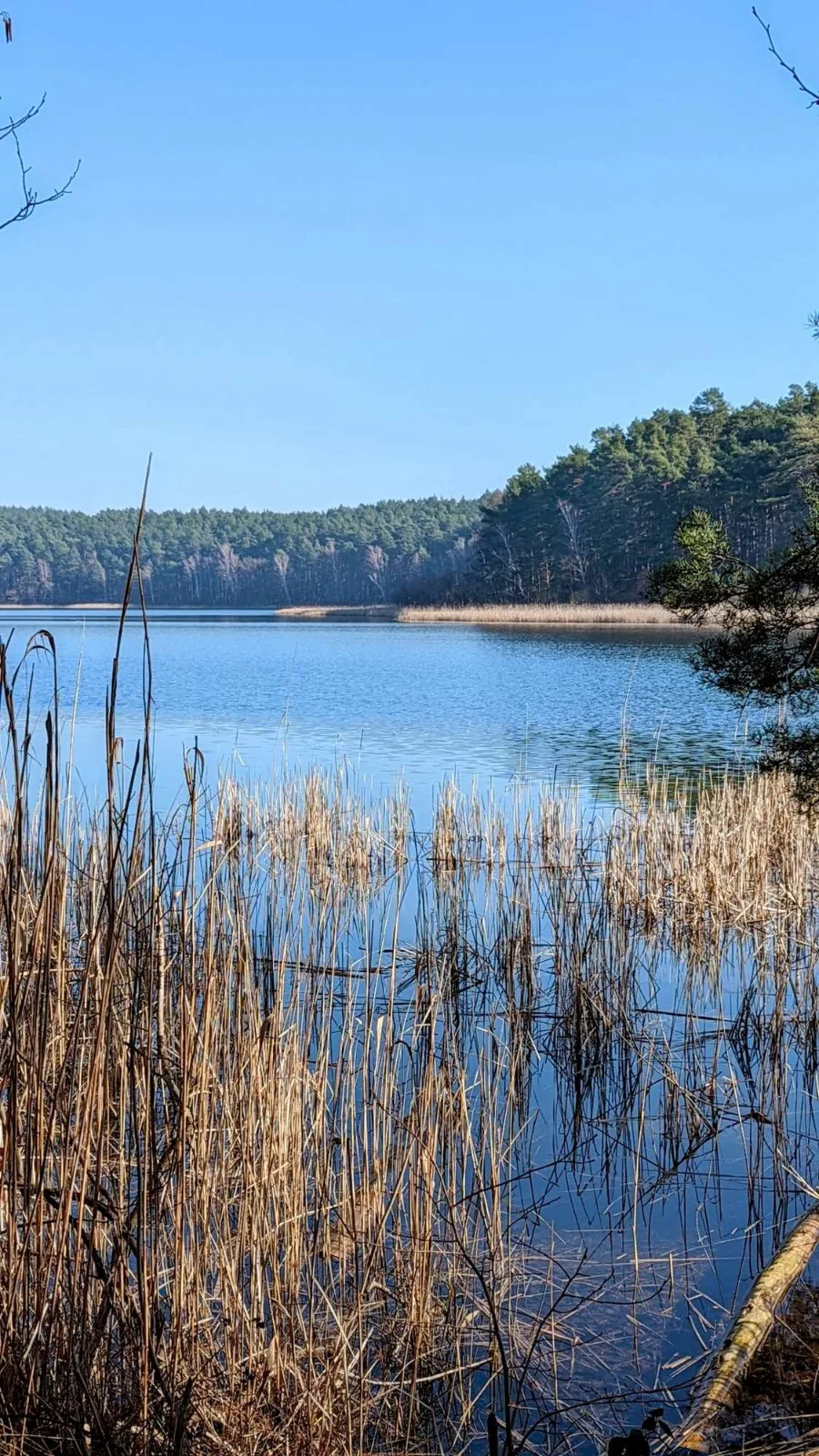 Kleiner Waldsee zwischen Kiefern auf dem Weg nach Alt Schadow