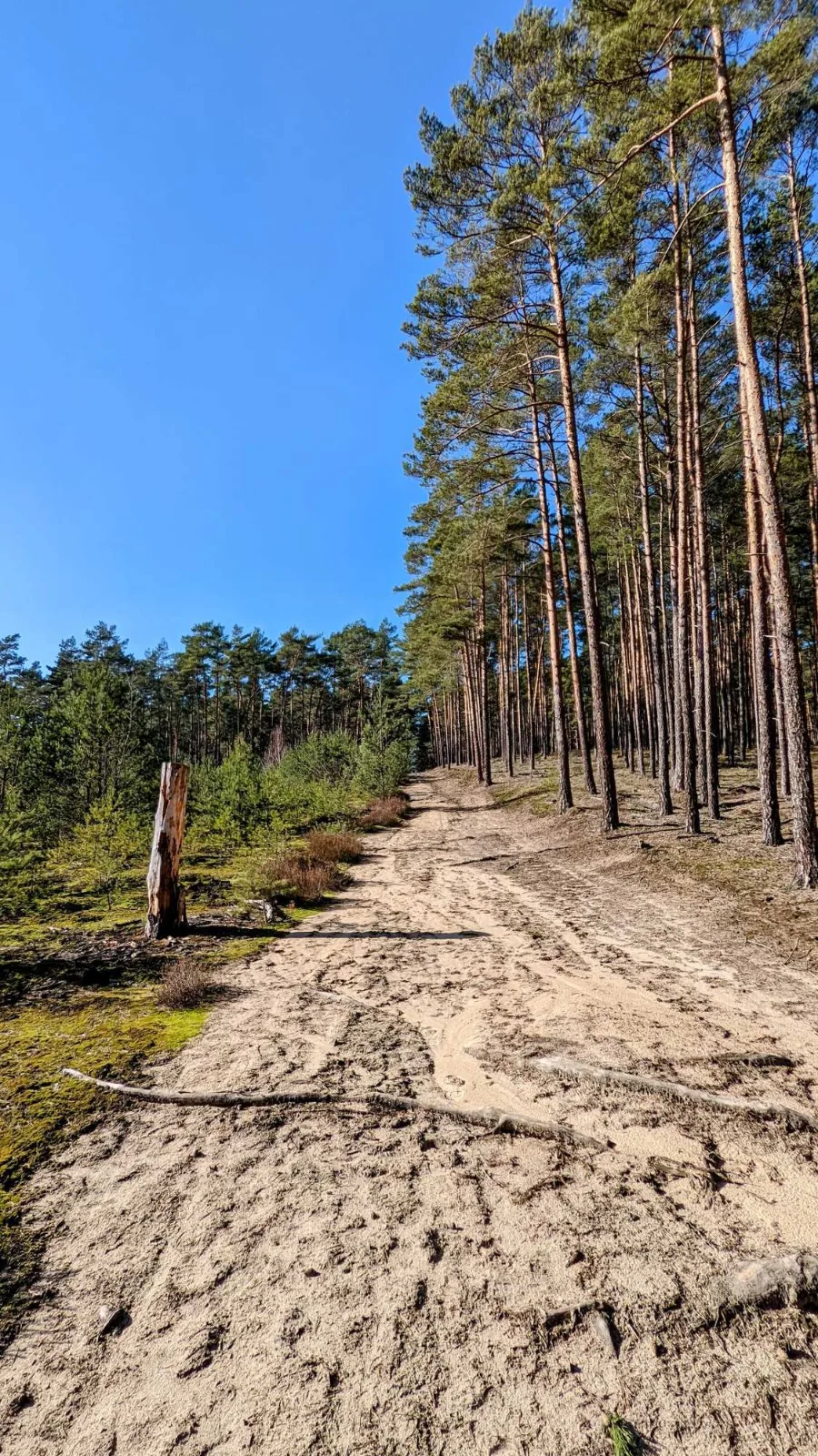 Sandweg durch Kiefernwald vor Alt Schadow