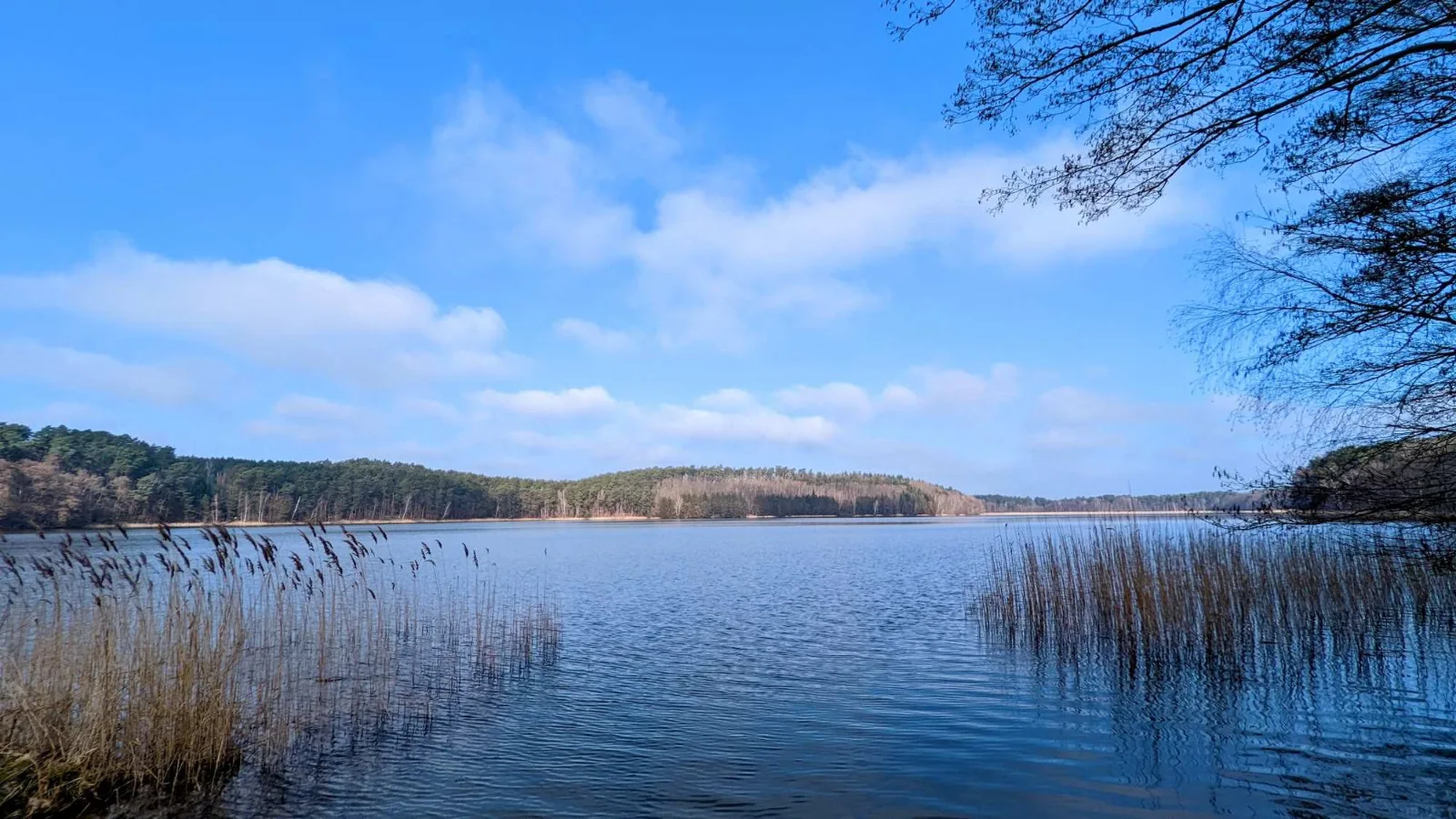 Waldsee an der Glubigseenkette zwischen Wendisch Rietz und Leibsch im Spätwinter