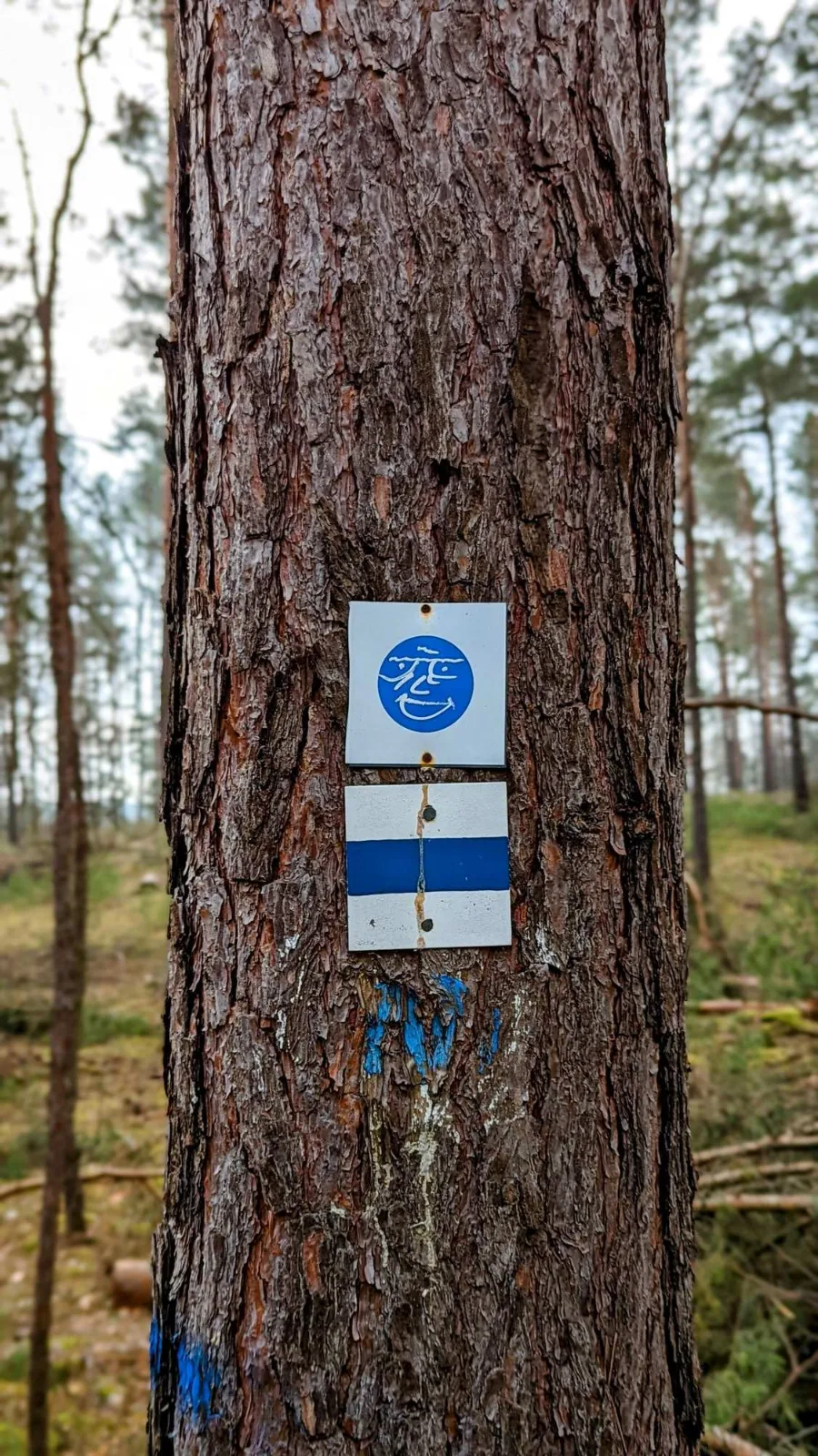 Wegzeichen des 66-Seen-Wanderwegs an einem Baum an der Glubigseenkette