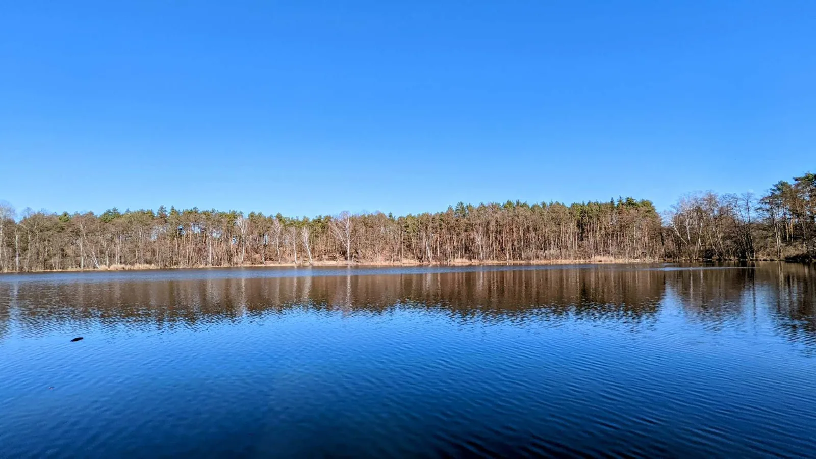 Heidesee bei Köthen zwischen Kiefern