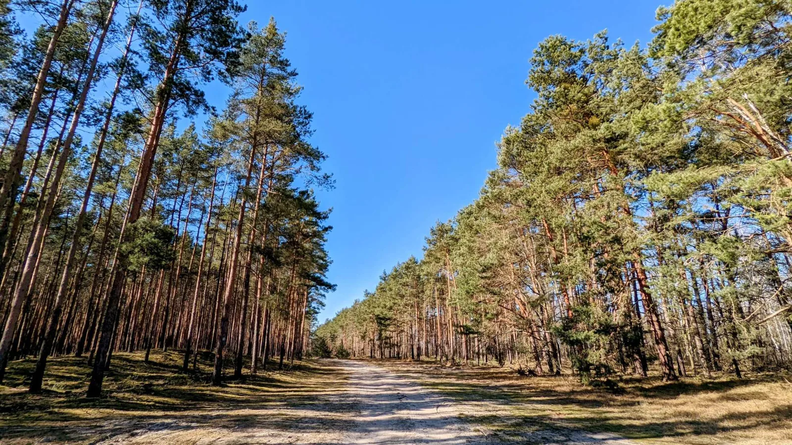 Kiefernweg vor dem Köthener See