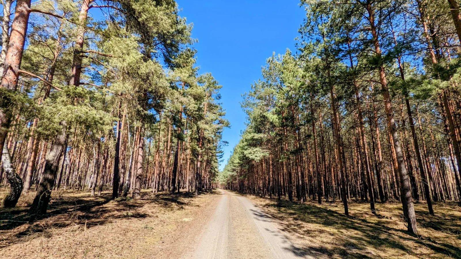 Waldweg in den Köthener Heideseen