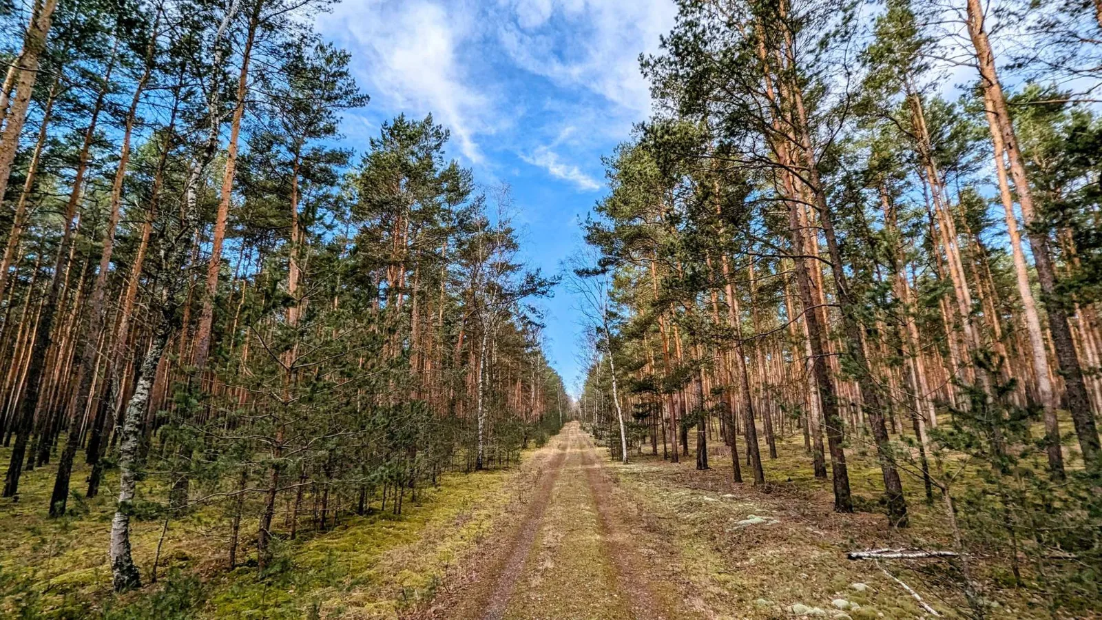 Kiefernweg zwischen Halbe und Tornow