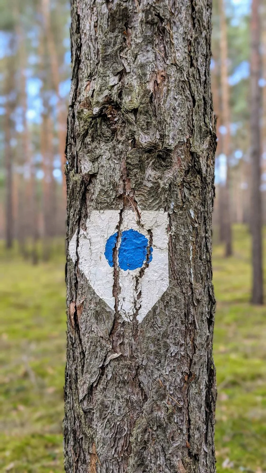 Wegzeichen des 66-Seen-Wanderwegs im Kiefernwald bei Halbe