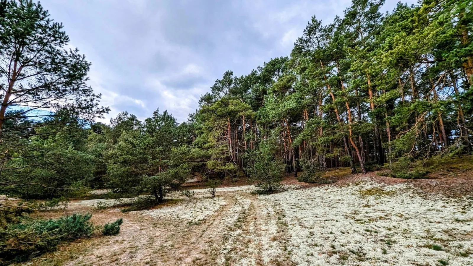 Offener Sand in der Klausdorfer Heide