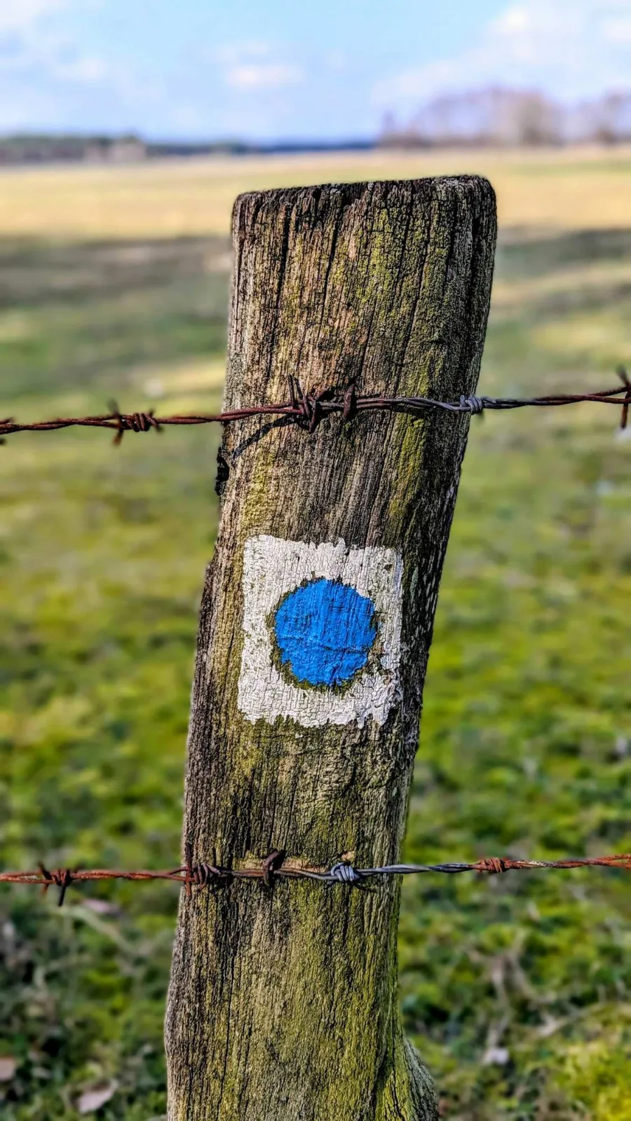 Wegzeichen des 66-Seen-Wanderwegs, blauer Punkt auf weißem Grund an einem Zaunpfahl