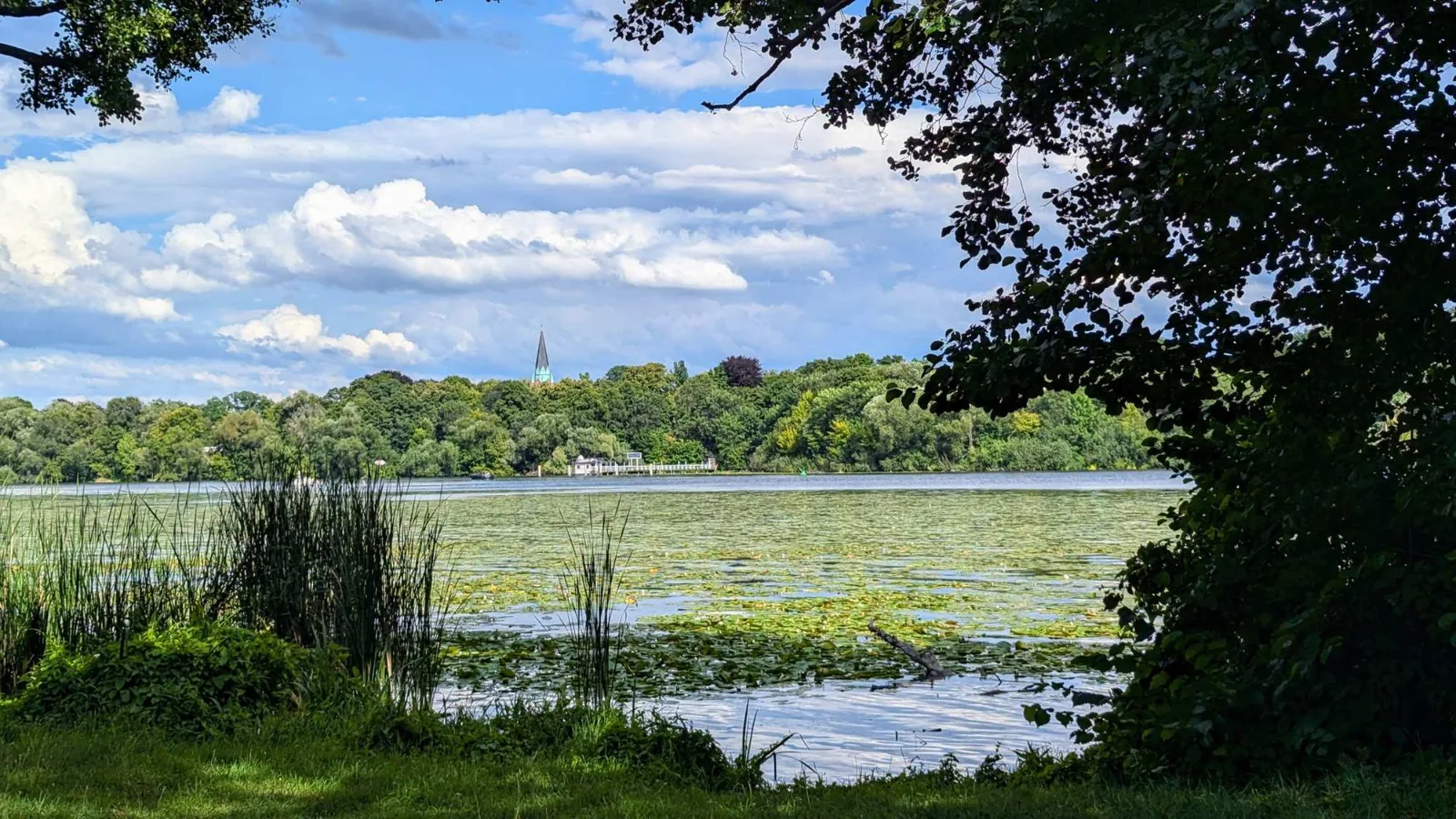 Seerosen am Ufer des Templiner Sees