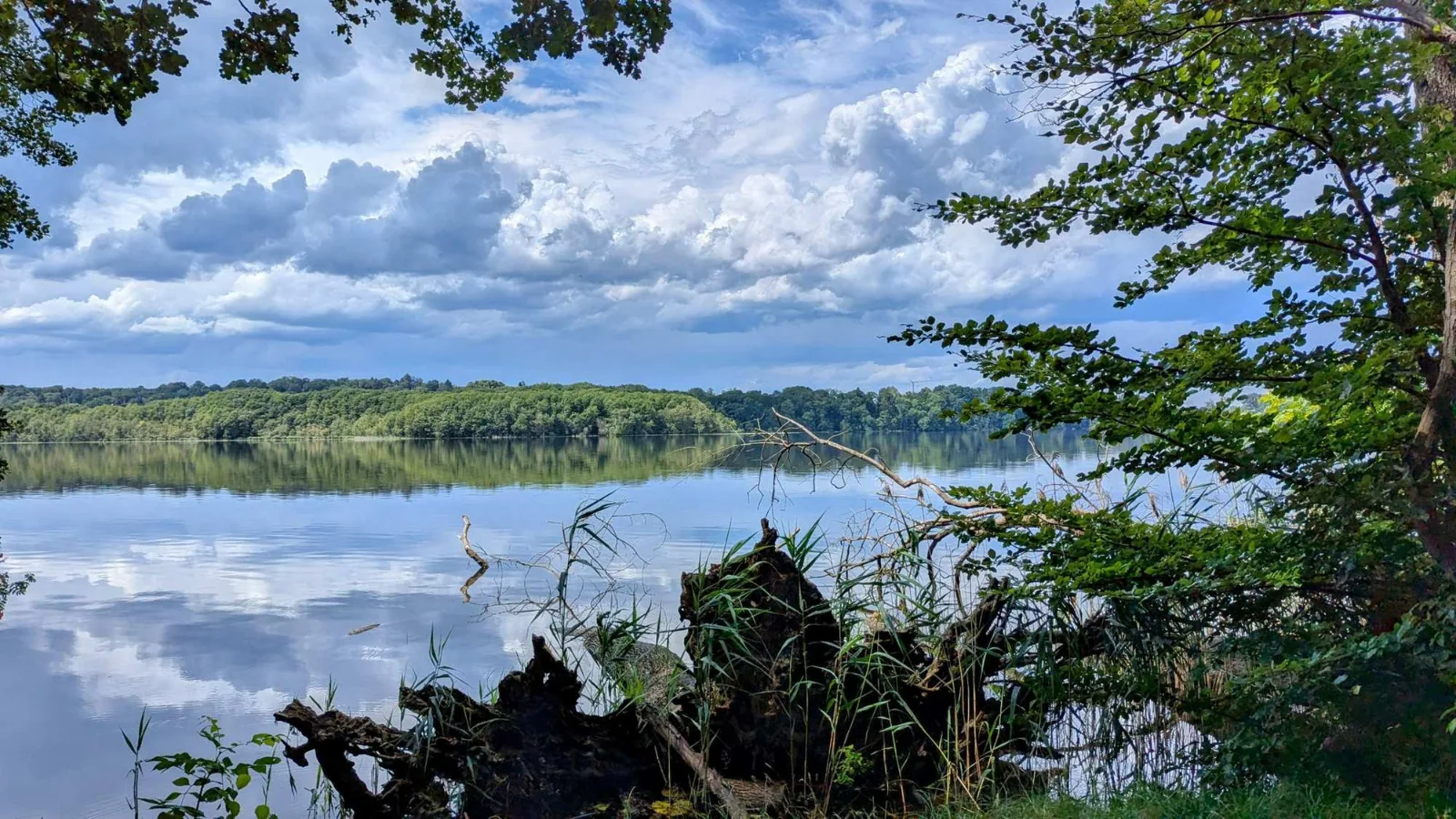 Seeufer im Wald vor Caputh