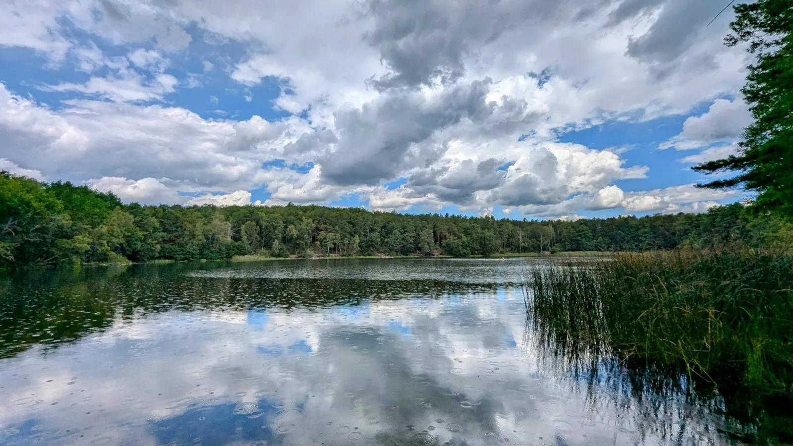Waldsee nördlich von Seddin