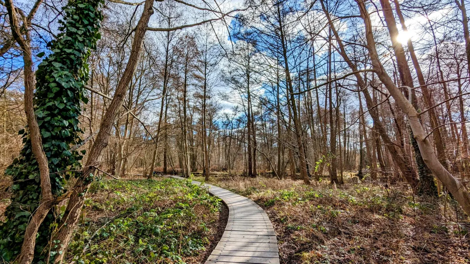Bohlenweg durch ein Sumpfgebiet im Briesetal