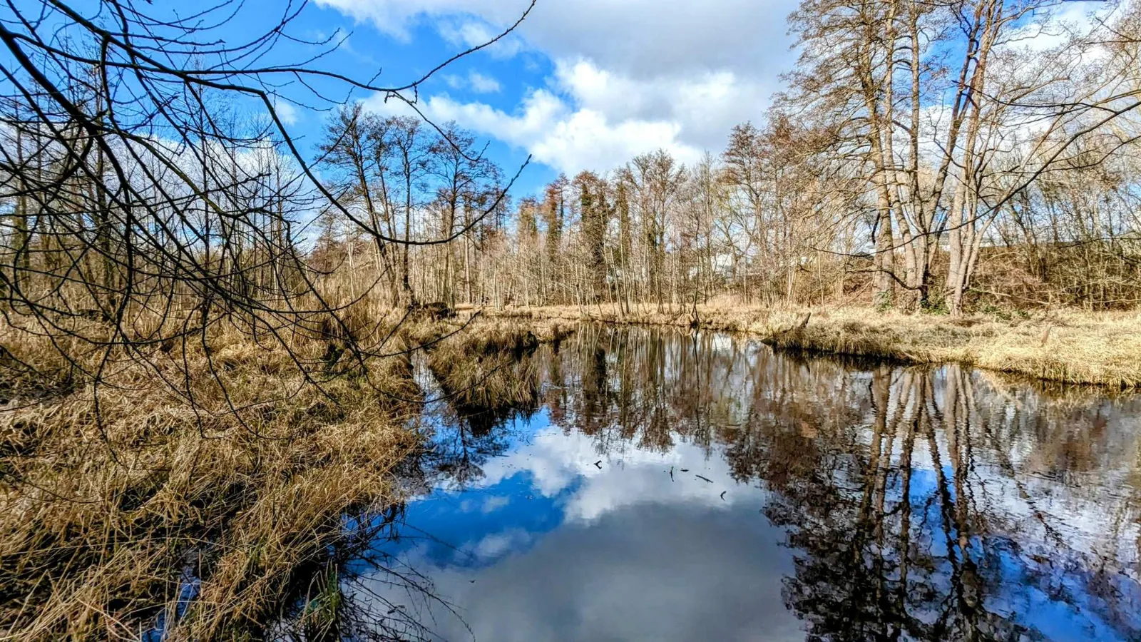Die Briese fließt durch Erlenwald im Briesetal