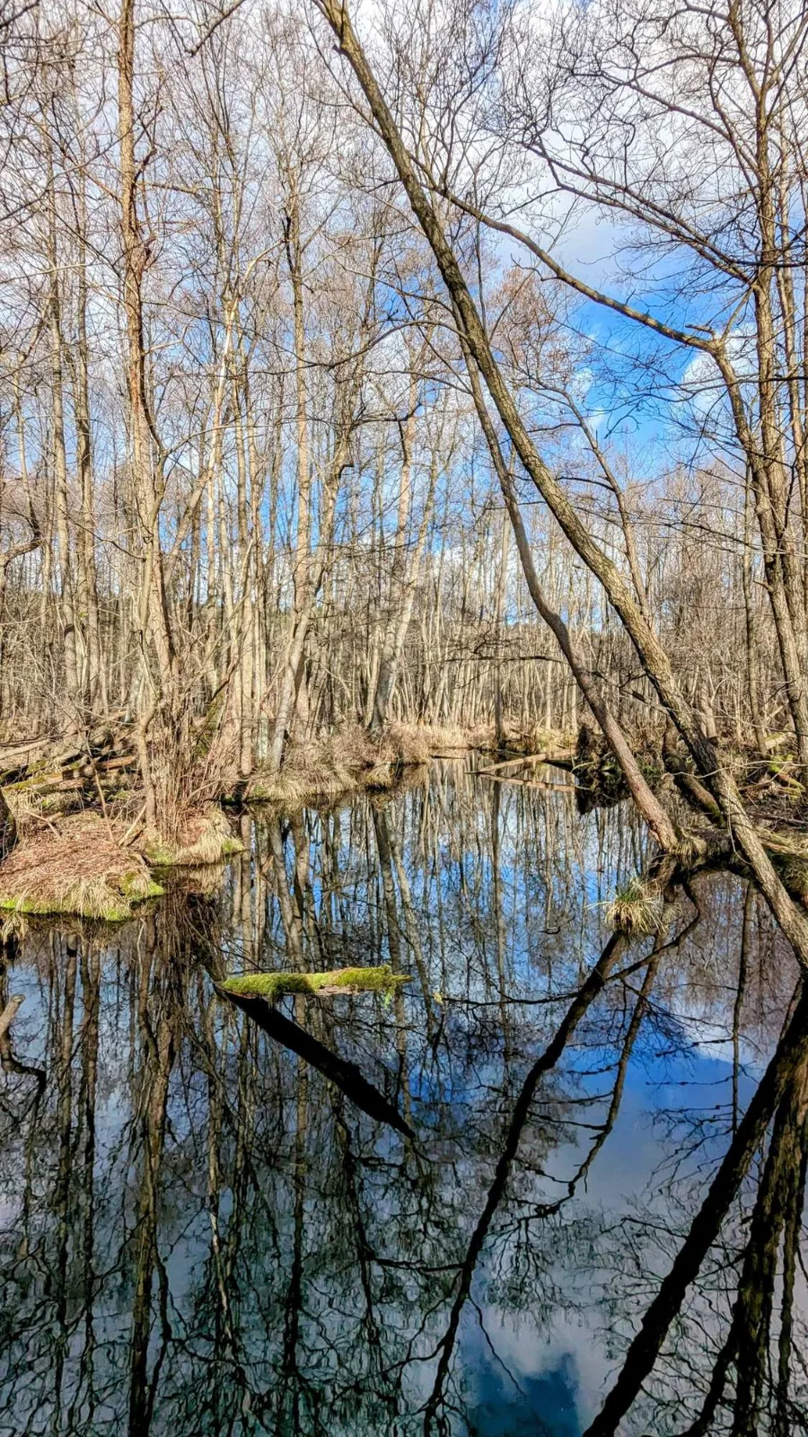 Bruchwald im Wasser im Briesetal hinter Birkenwerder