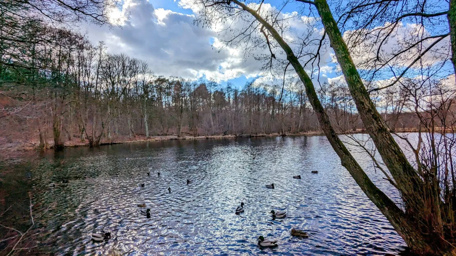 Enten auf einem kleinen Gewässer im Briesetal
