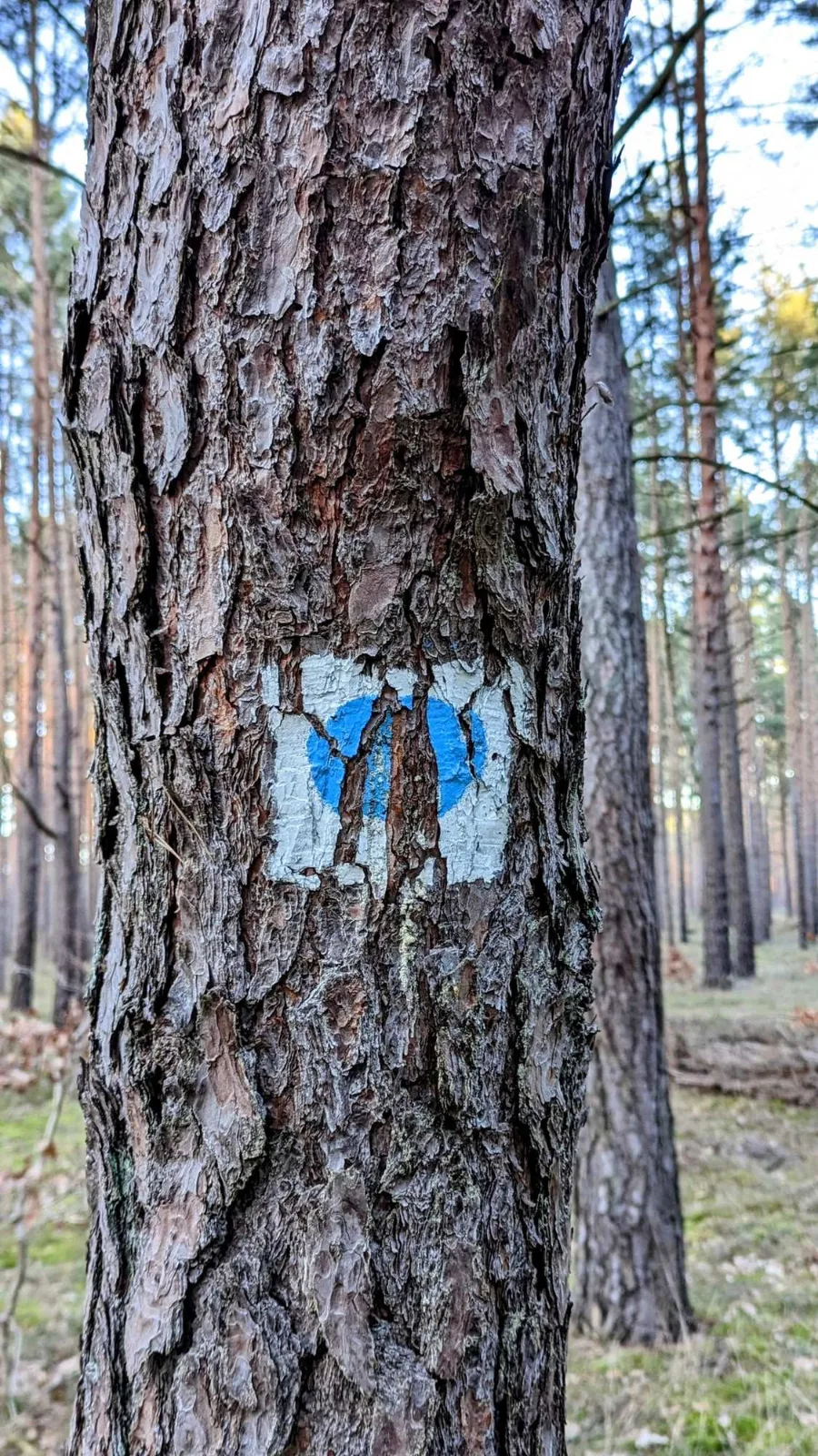 Wegzeichen des 66-Seen-Wanderwegs, blauer Punkt auf weißem Grund, an einem Baum
