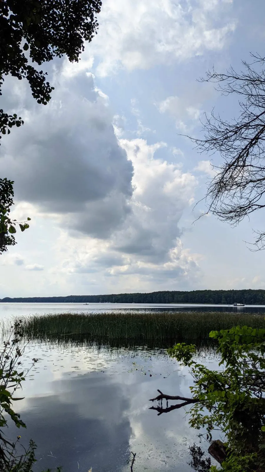 Schilf am Ufer des Stienitzsees bei Hennickendorf