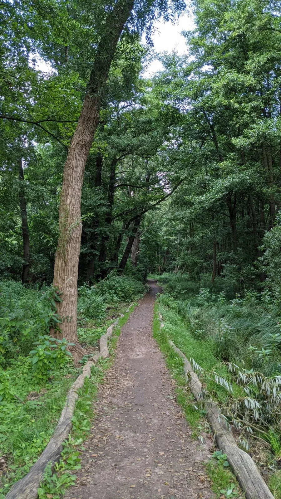 Waldweg bei Hennickendorf