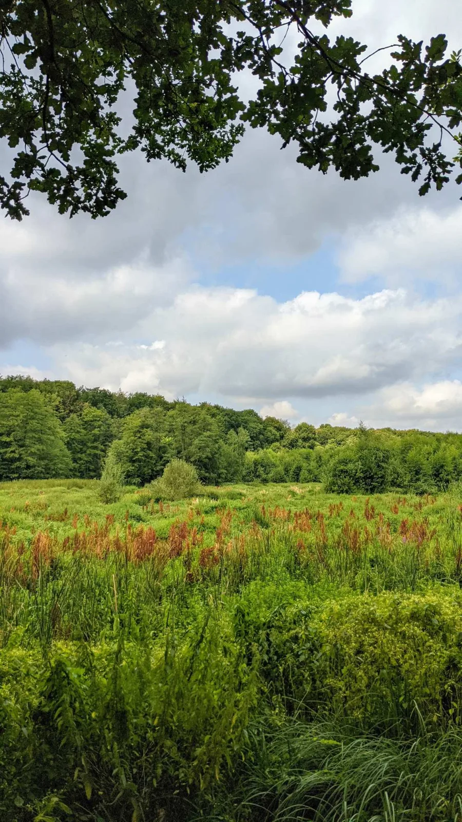 Wiesen zwischen Strausberg und Hennickendorf am 66-Seen-Wanderweg
