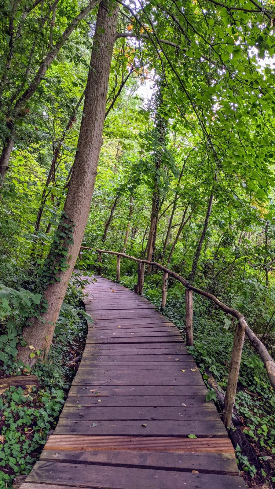 Bohlenweg am Ufer des Kalksees