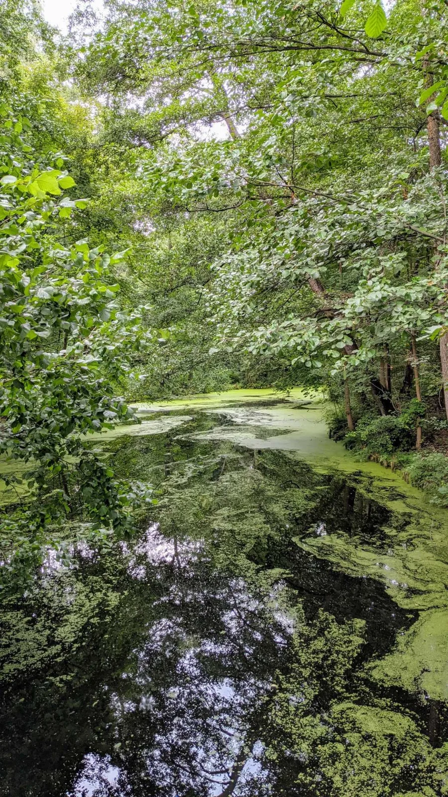 Wasser mit Entengrütze im Löcknitztal