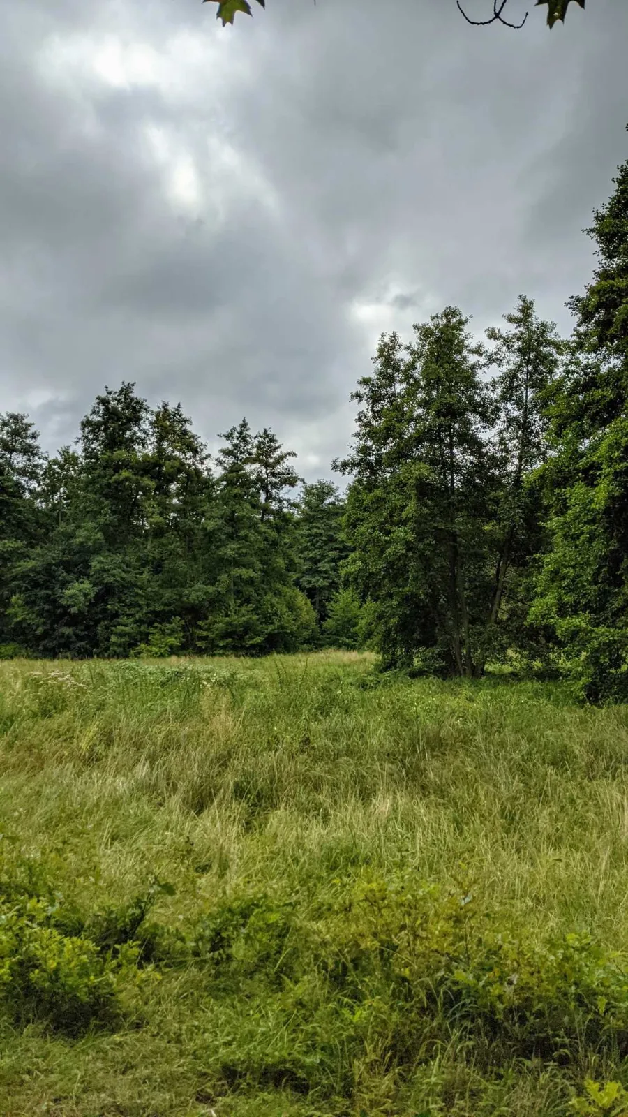 Wiese im Löcknitztal bei Erkner