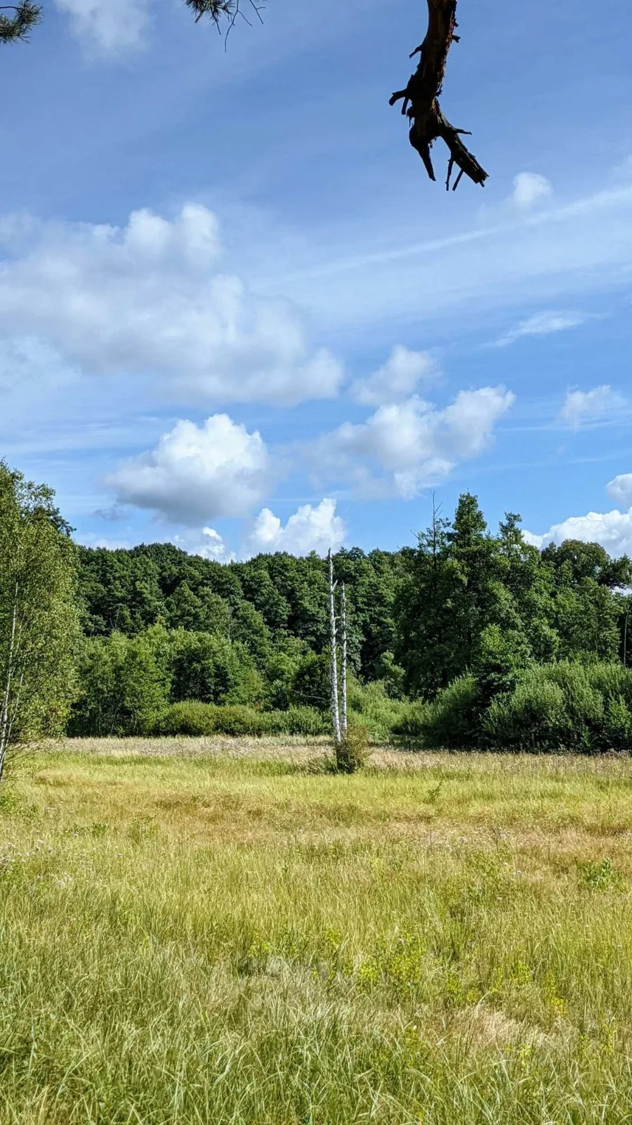 Wiese im Löcknitztal bei Grünheide