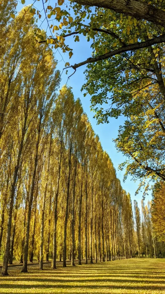Lange Reihe hoher Pappeln im Treptower Park im Herbst, mit Laub auf dem Rasen