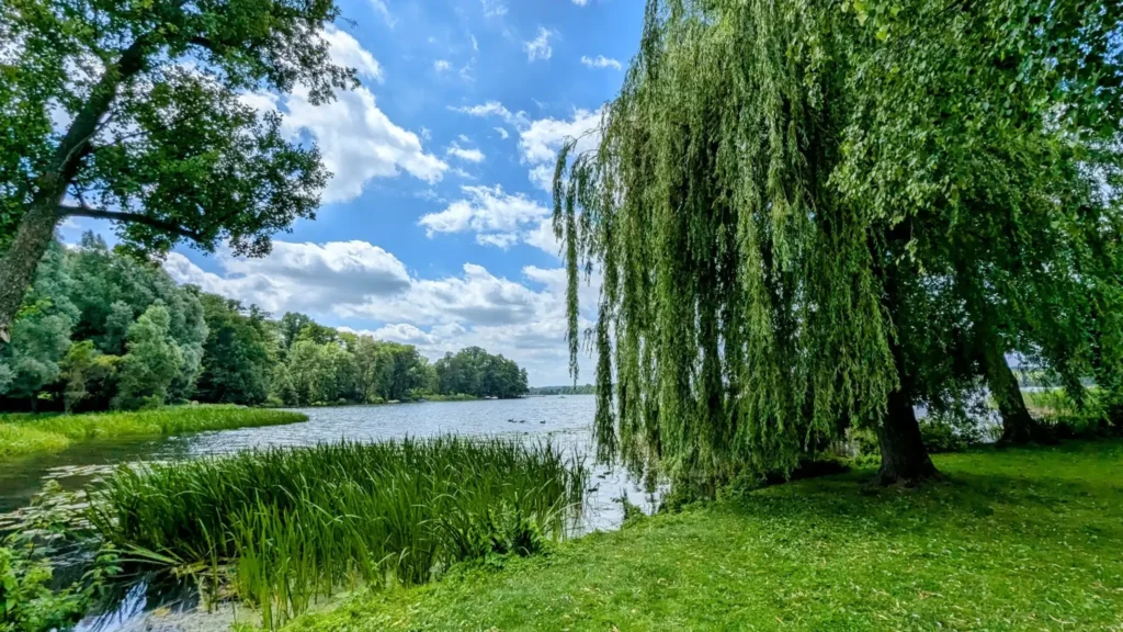 Ufer des Scharmützelsees in Bad Saarow mit Trauerweide und Schilf