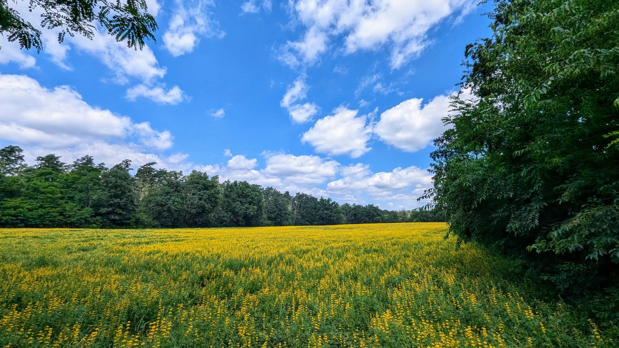 Von Bad Saarow nach Kummersdorf: Binnendüne, Salzwiesen und Philadelphia