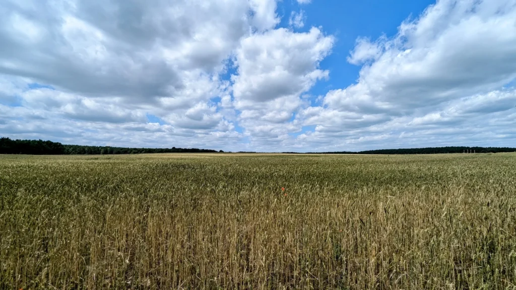 Weites Getreidefeld bei Kolpin, am Horizont Wald