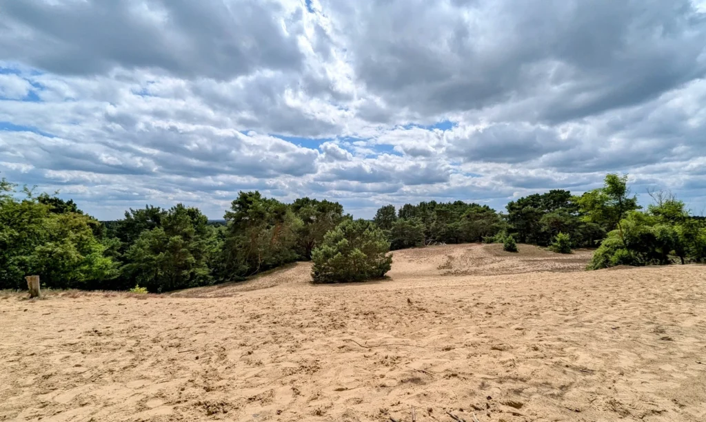 Offene Sandfläche der Binnendüne Waltersberge bei Storkow, umgeben von Kiefern