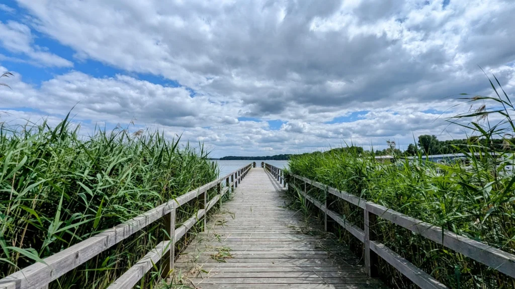 Holzsteg durch Schilf auf den Großen Storkower See