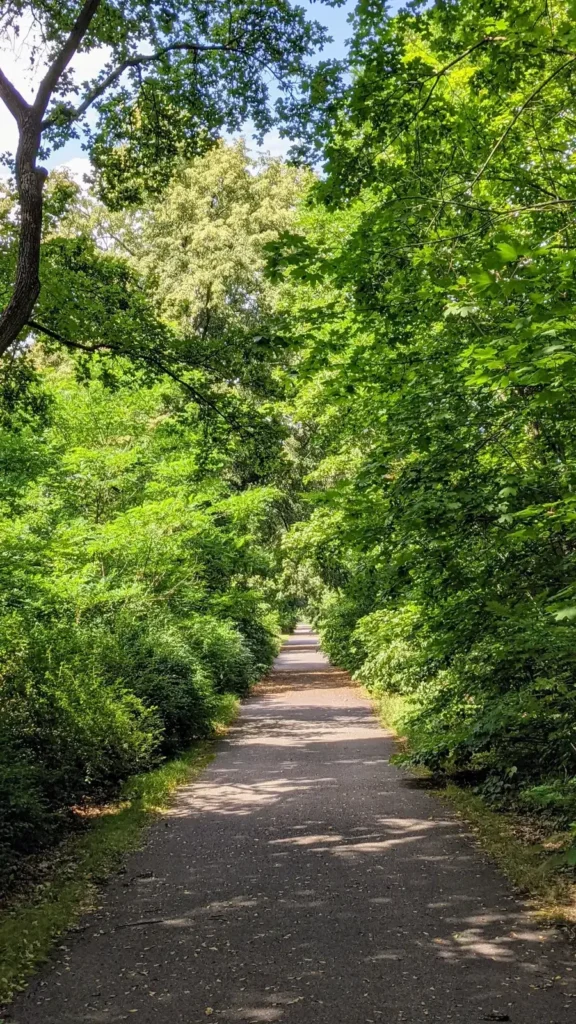 Von Bäumen gesäumter Weg in Baumschulenweg im Sommer, mit dichtem grünem Laub