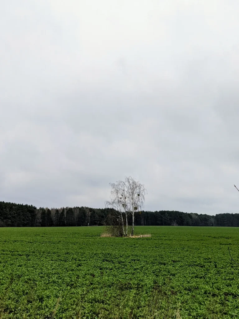 Acker mit Birkengruppe und Waldrand bei Bernau