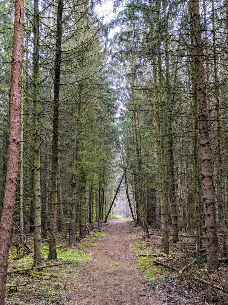 Waldweg zwischen hohen Fichten und Kiefern im Waldgebiet Waldfrieden bei Bernau