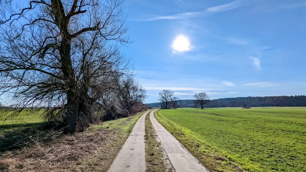 Betonspurweg durch die Feldflur südlich von Jühnsdorf mit kahlem Baum