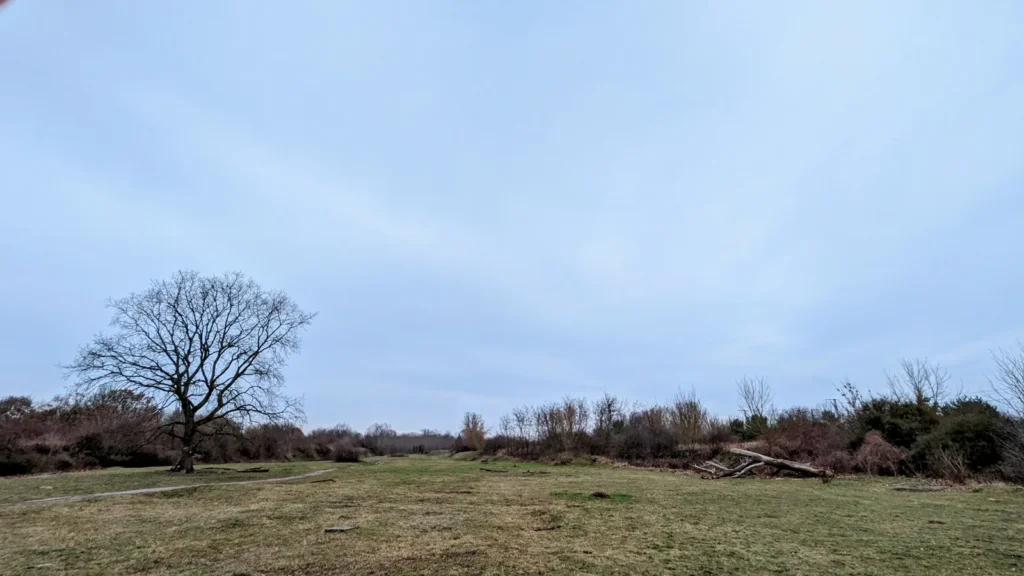 Offene Fläche mit einzelnem Baum und Sandweg im Biesenhorster Sand