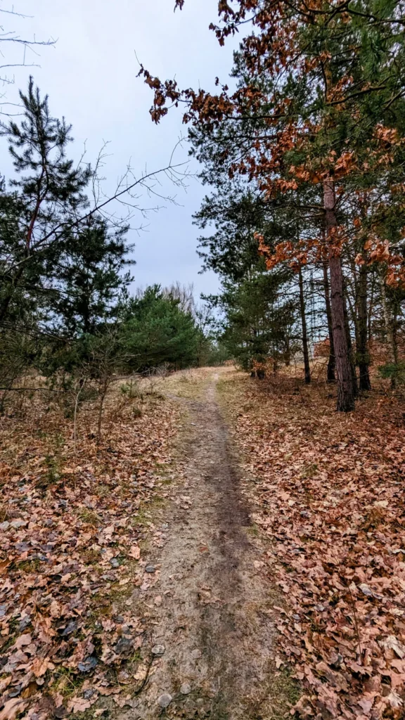Waldweg mit Laub am Beginn der Runde am Biesenhorster Sand