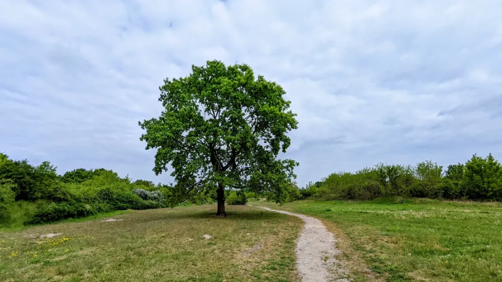 Einzelner Baum auf einer offenen Grasfläche mit Sandweg