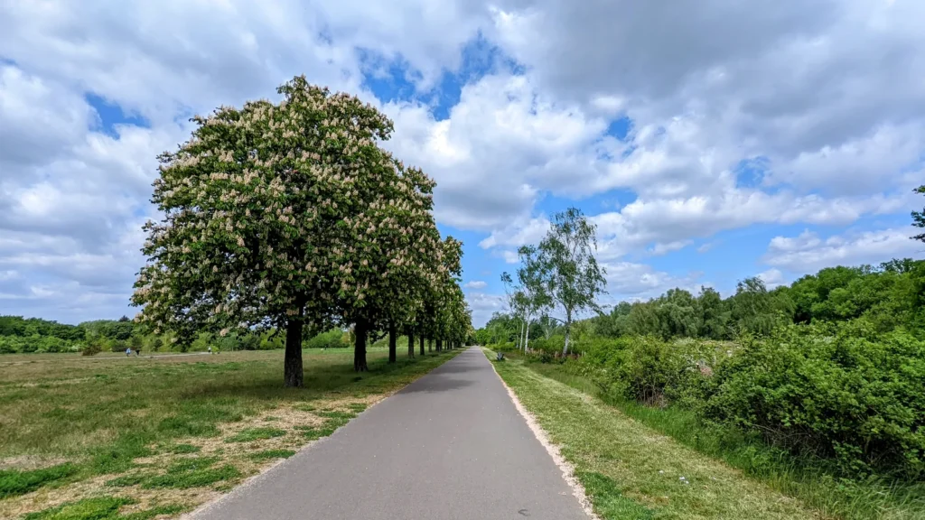 Asphaltierter Weg mit einer Allee blühender Kastanien