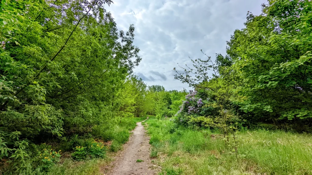 Sandweg zwischen Gehölzen mit blühendem Flieder