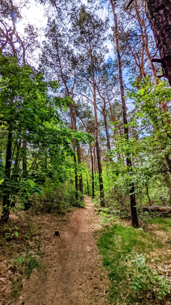 Sandiger Waldweg zwischen Kiefern in der Wuhlheide