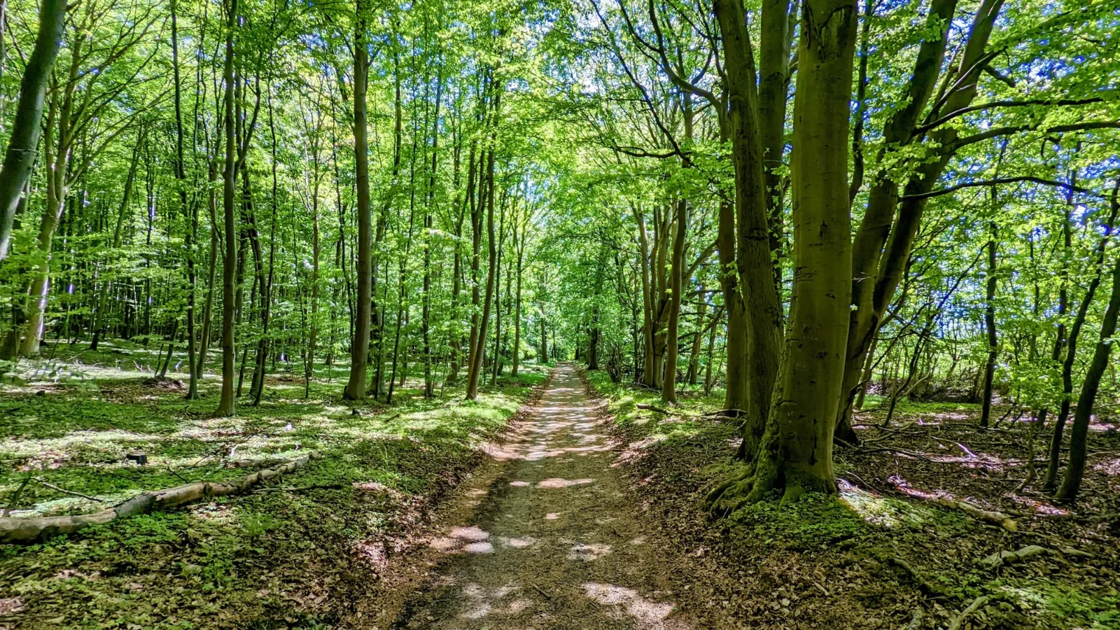 Waldweg im Buchenwald der Granitz bei Binz auf Rügen